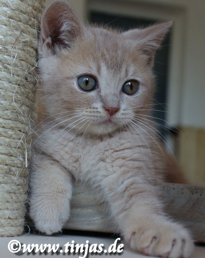 Britisch Kurzhaar Katzenbaby